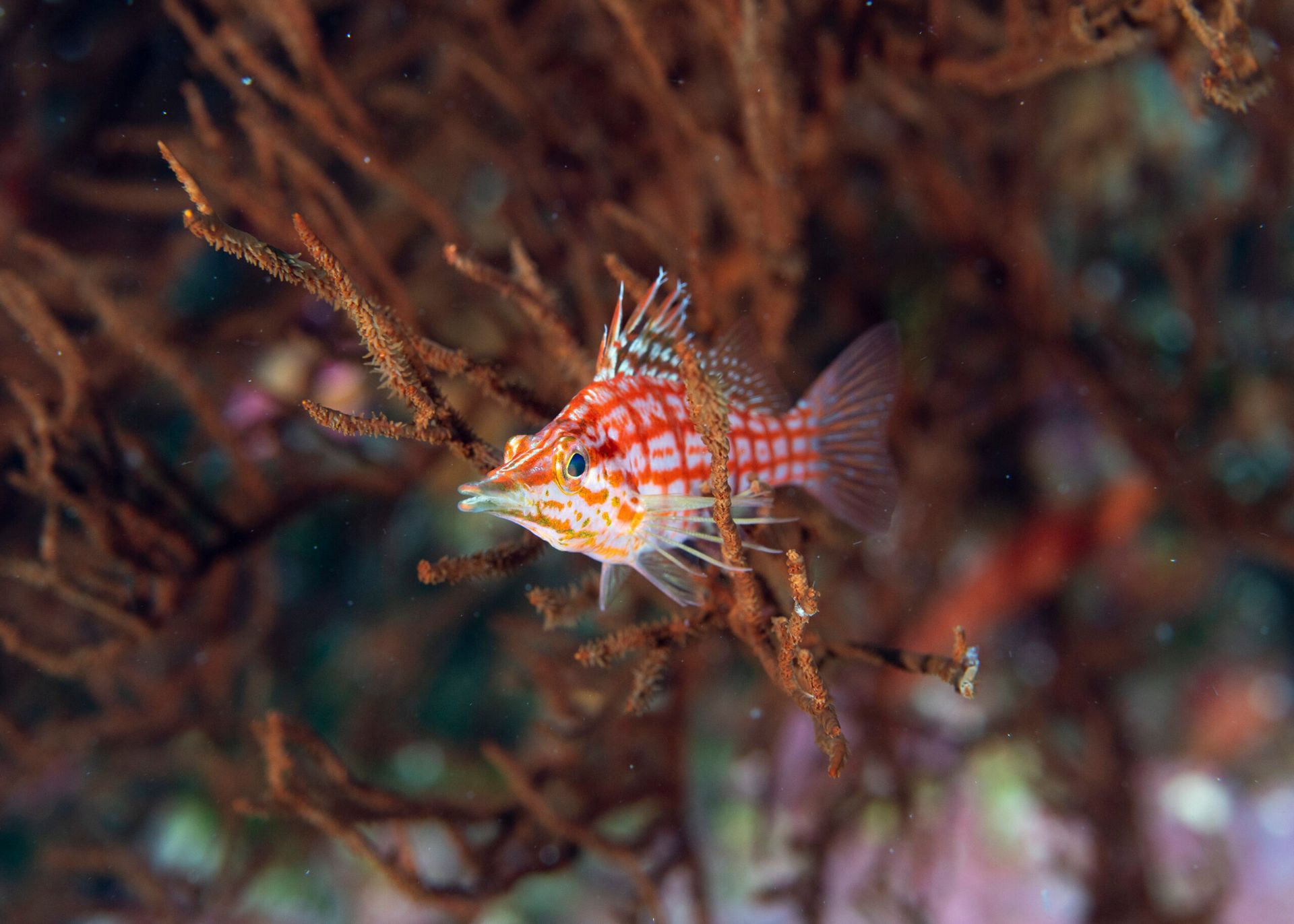 Small orange-and-white fish camouflaged among brown coral and seaweed underwater