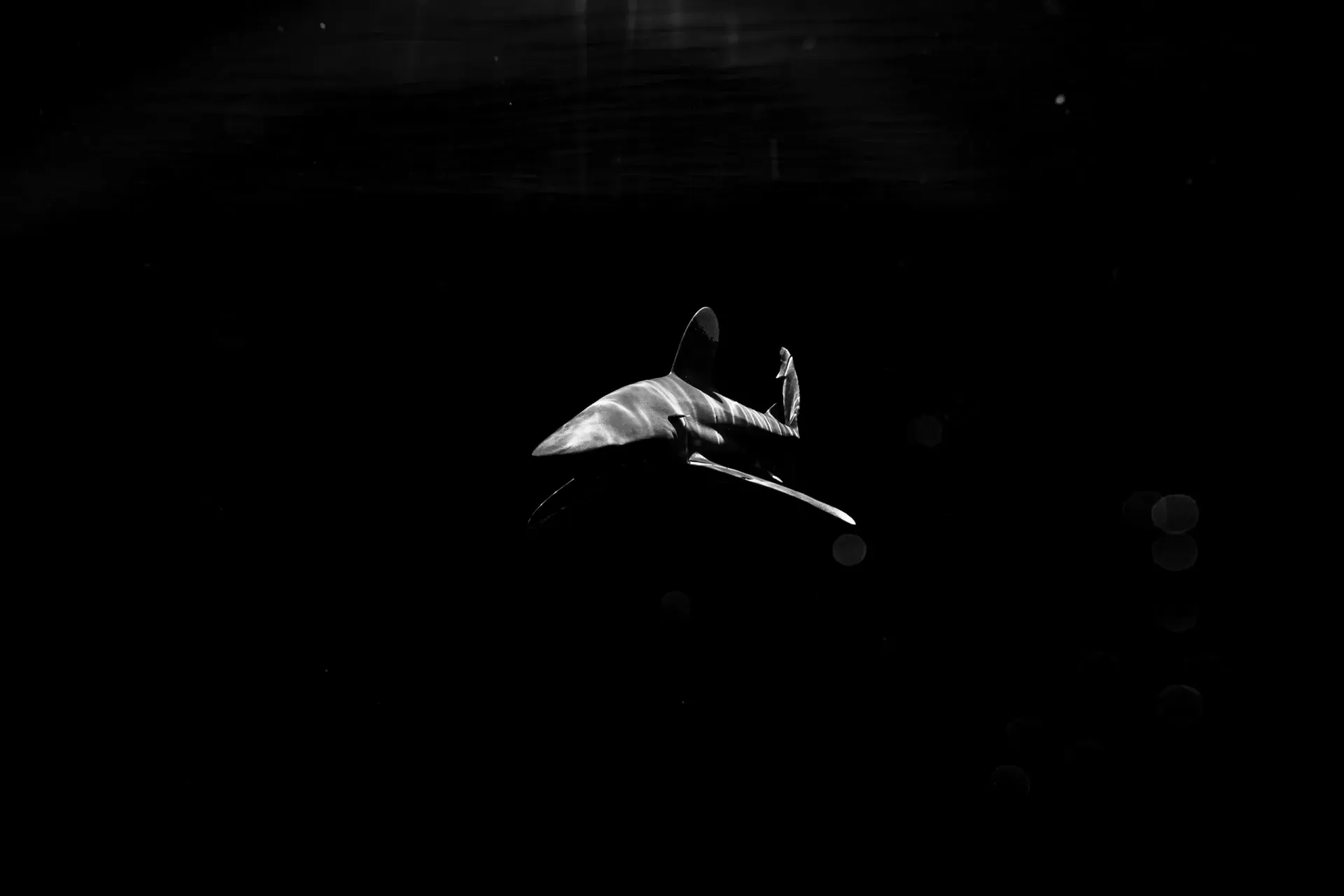 A gymnast midair in a dark arena, lit by a spotlight during a vault routine.