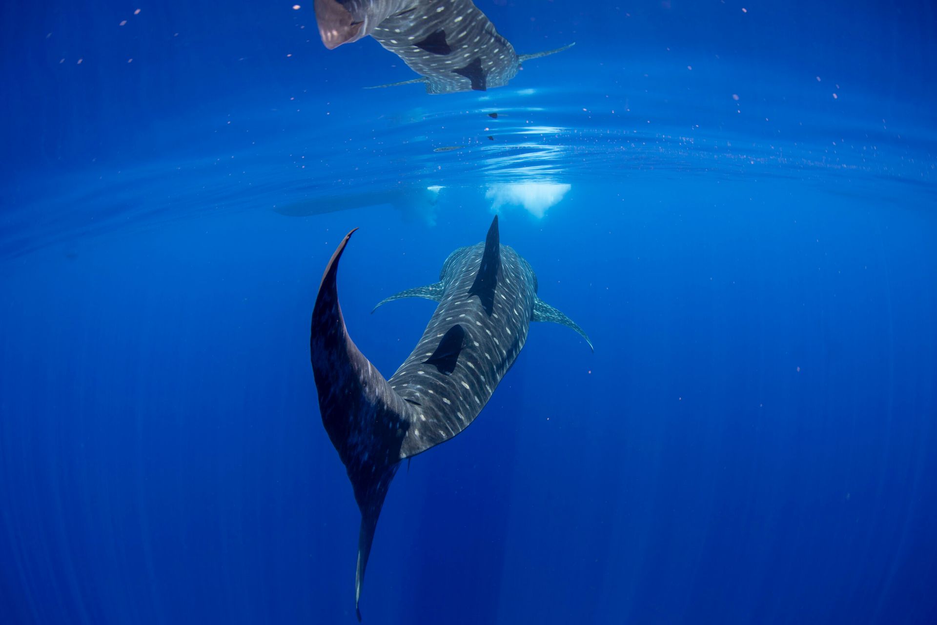 Two dolphins swimming underwater in deep blue ocean, viewed from below