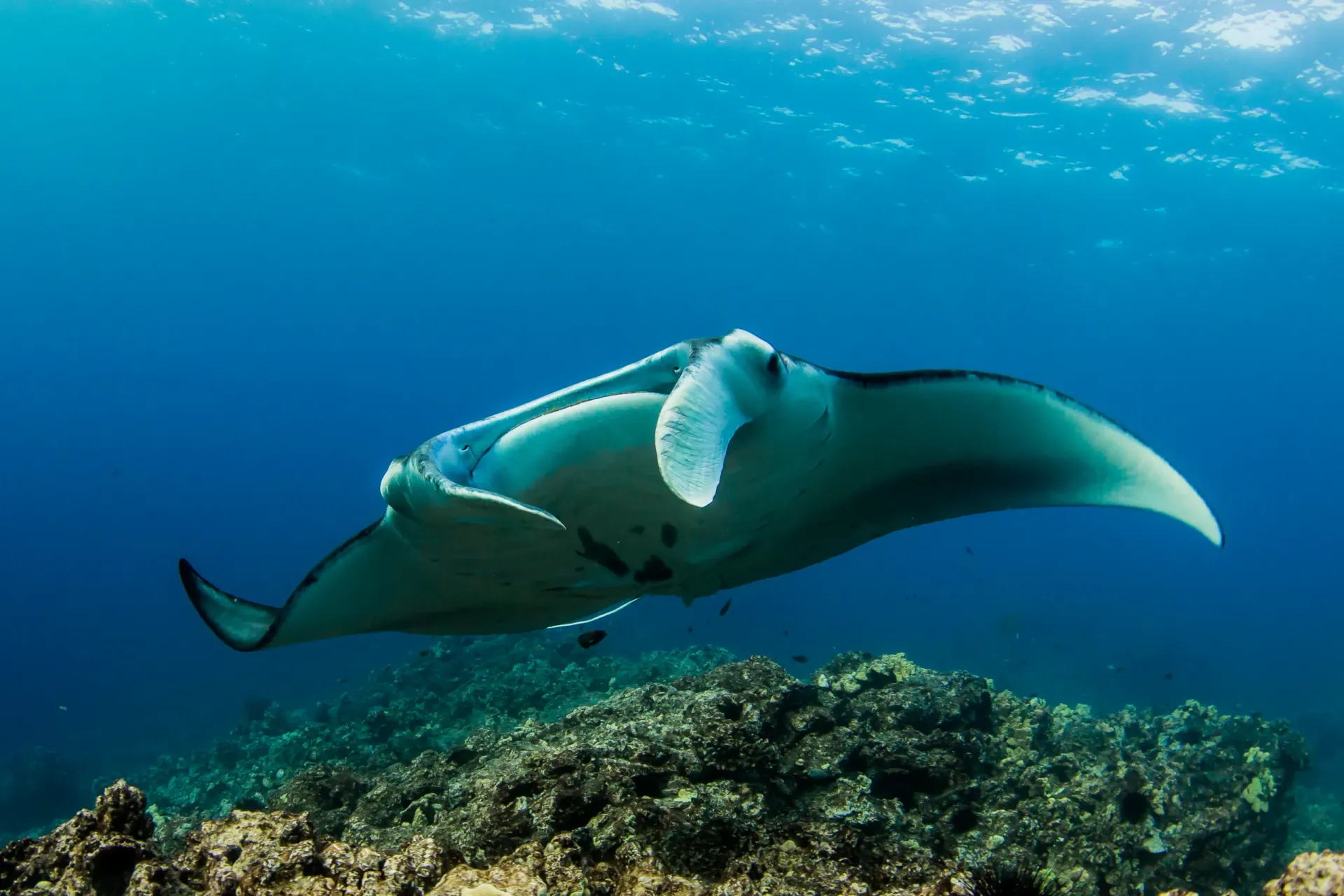 Manta ray gliding above a coral reef in clear blue water
