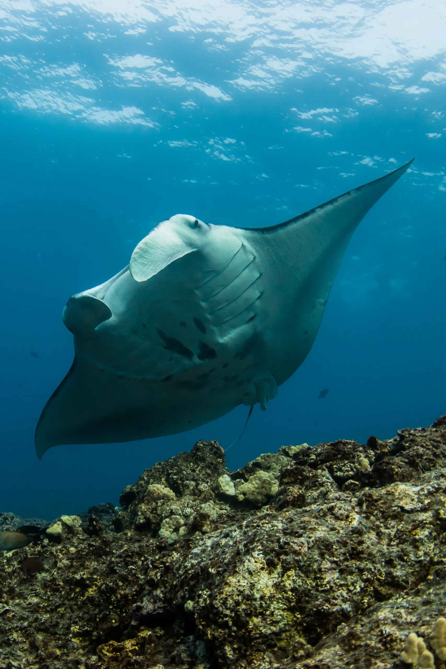 Manta ray gliding over a coral reef in clear blue water