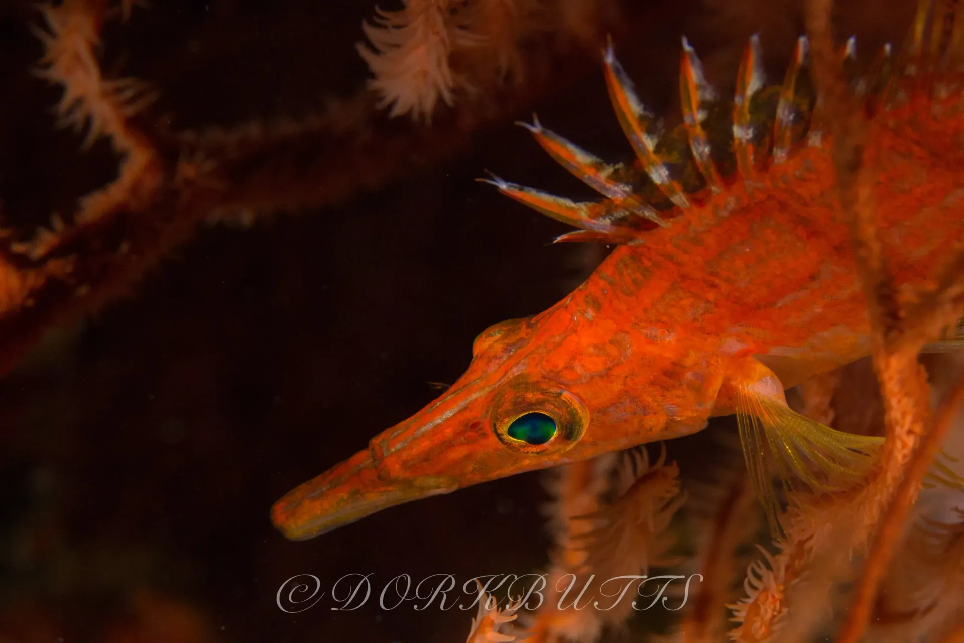 Orange fish with spiky fins swimming against a dark underwater background