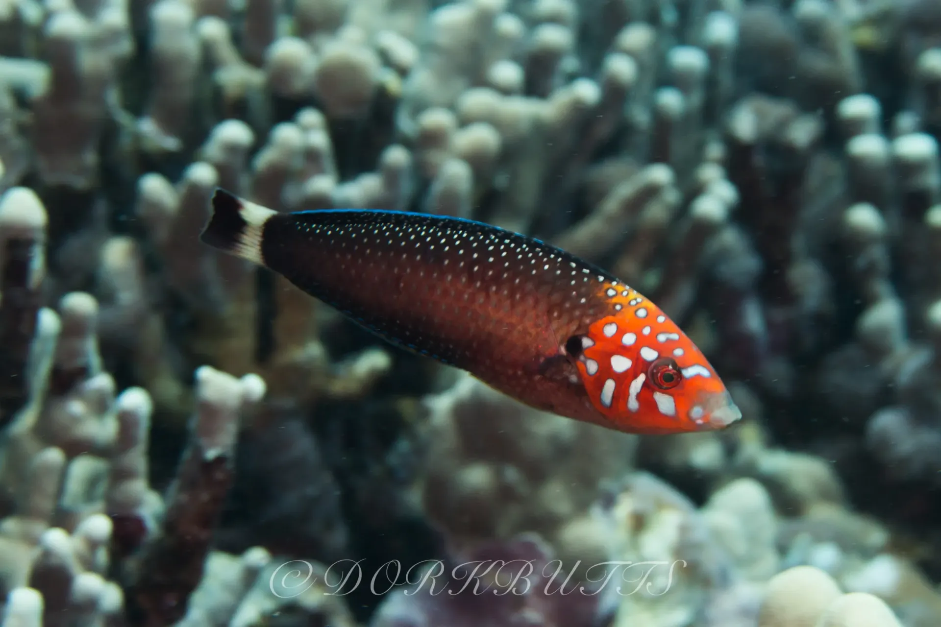 Red-spotted black fish swimming over a blurred coral reef