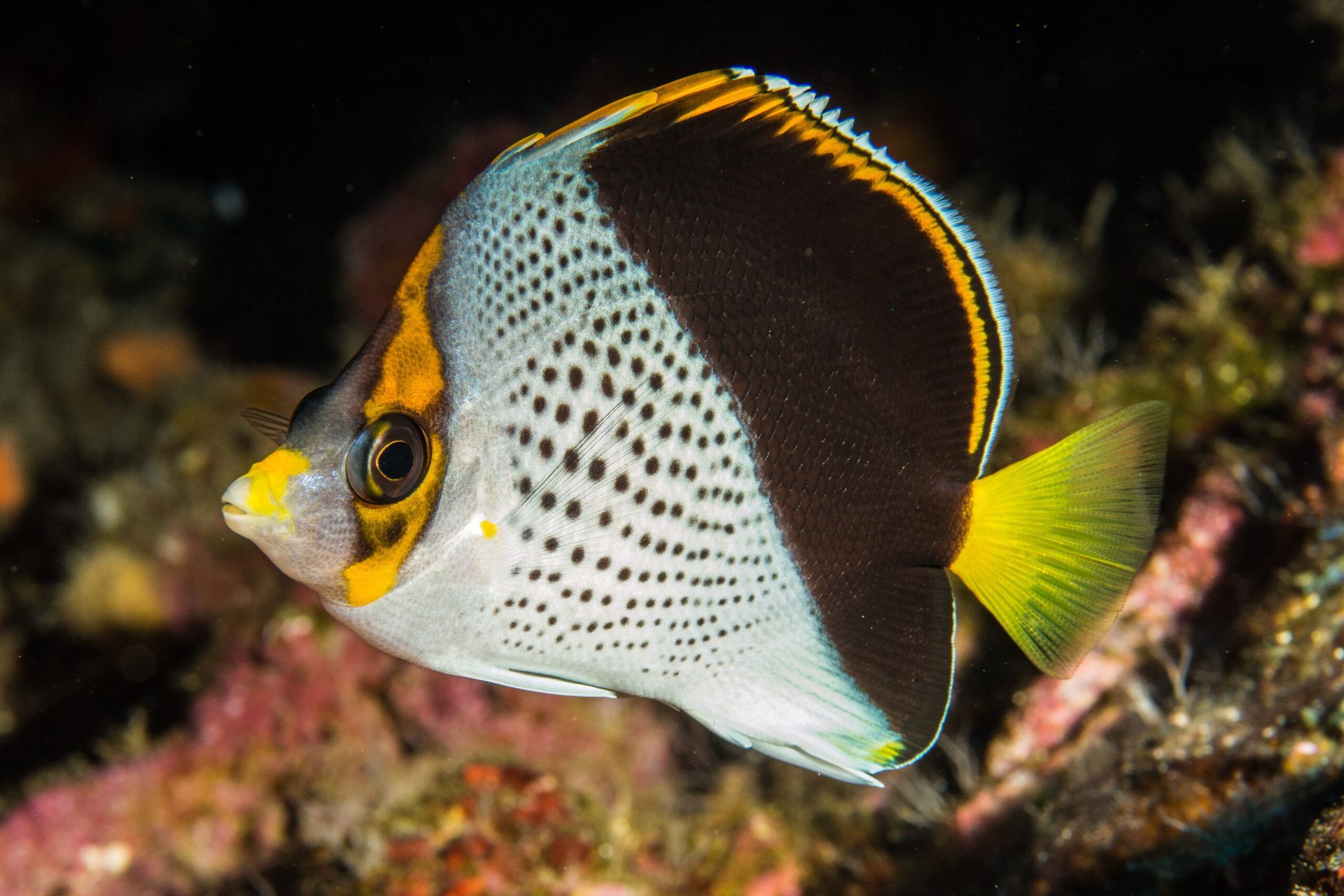 Yellow and black butterflyfish swimming over a coral reef at night