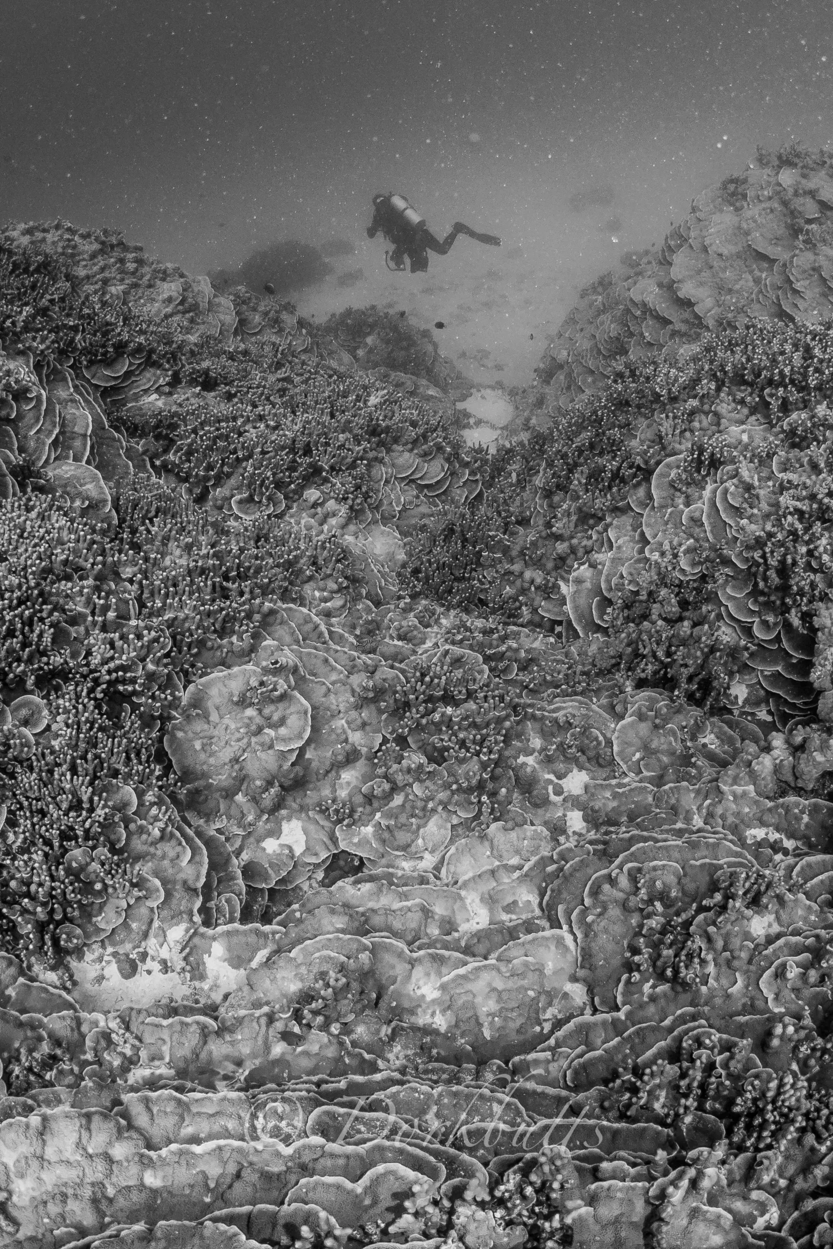 A scuba diver hovers above a coral reef in murky, gray-blue water.
