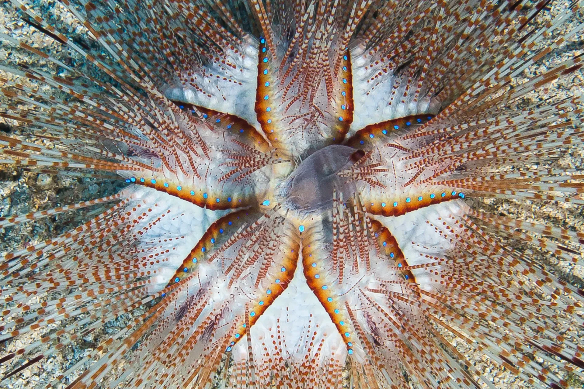 Abstract close-up of a white star-shaped flower with orange-brown veins on a textured background