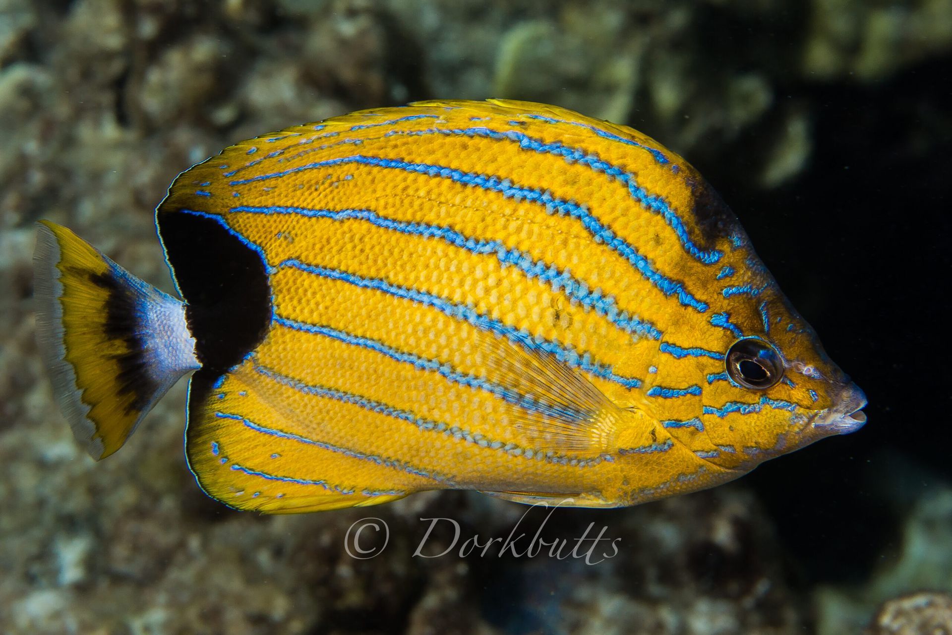 Yellow fish with blue stripes swimming underwater