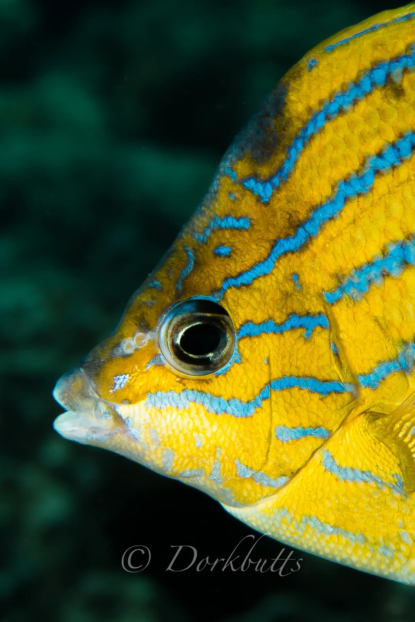 Close-up of a yellow fish with blue stripes against a dark underwater background