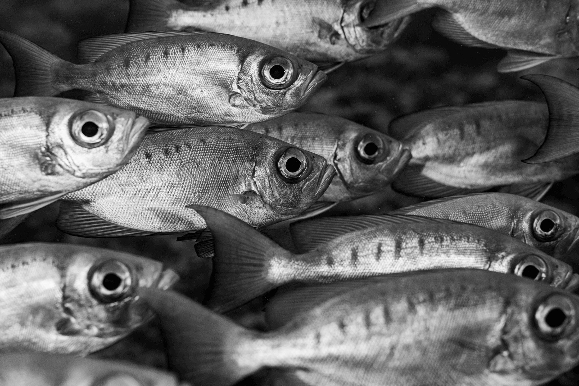 Black-and-white close-up of a pile of fish with wide eyes overlapping each other