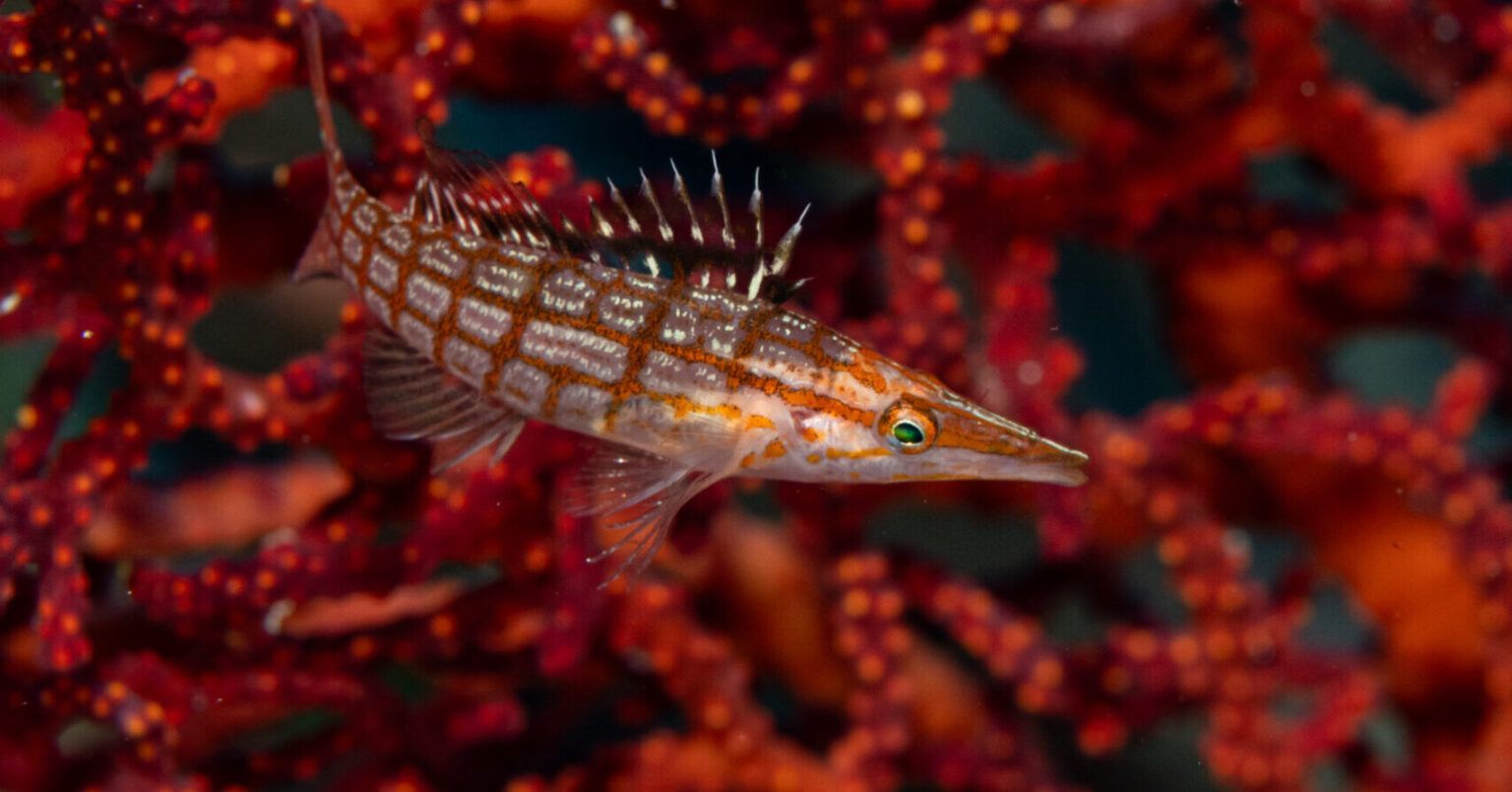 Longnose hawkfish with striped fins on bright red coral reef