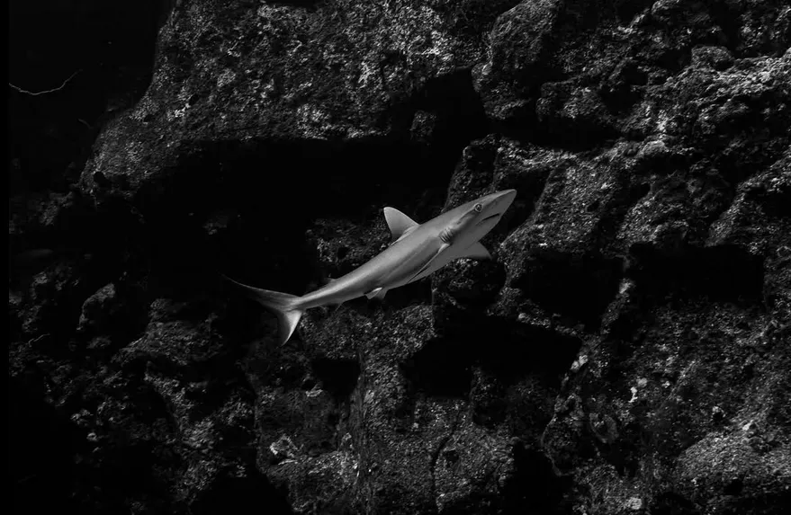 A shark swimming over a dark, rocky seafloor.