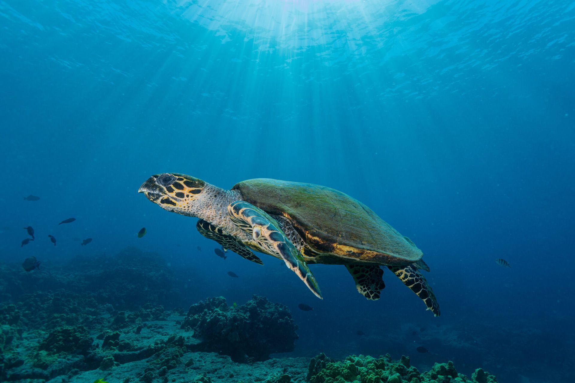 Two sea turtles swimming underwater in clear blue ocean light