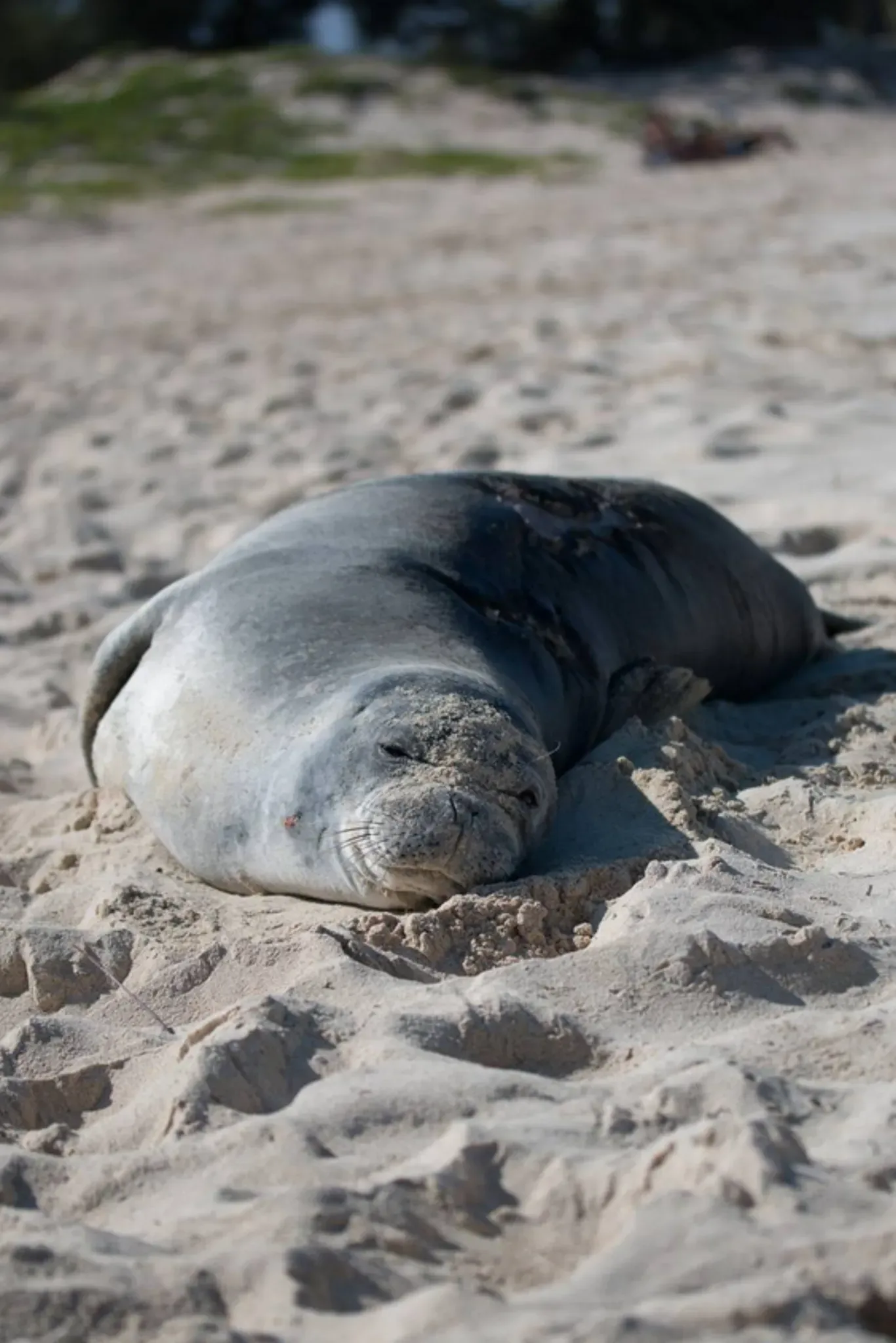 Gray seal resting on sandy beach with blurred shoreline in the background