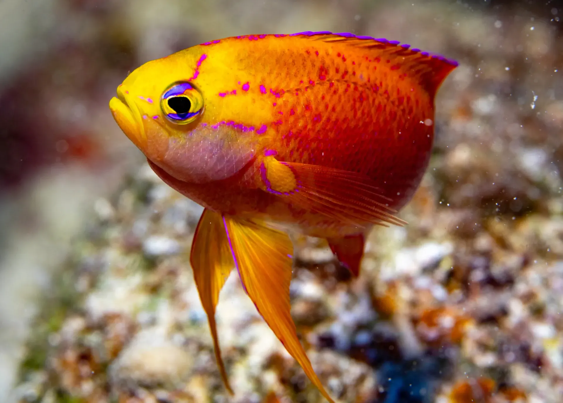 Bright orange and yellow fish swimming underwater near a rocky reef