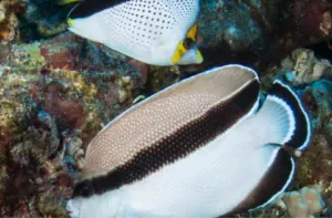 Two reef fish swimming over coral, one white with a black stripe and one spotted yellow and white