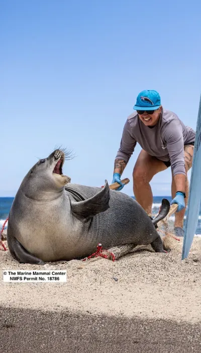 Man kneels beside a large sea lion on a sandy beach under a blue sky