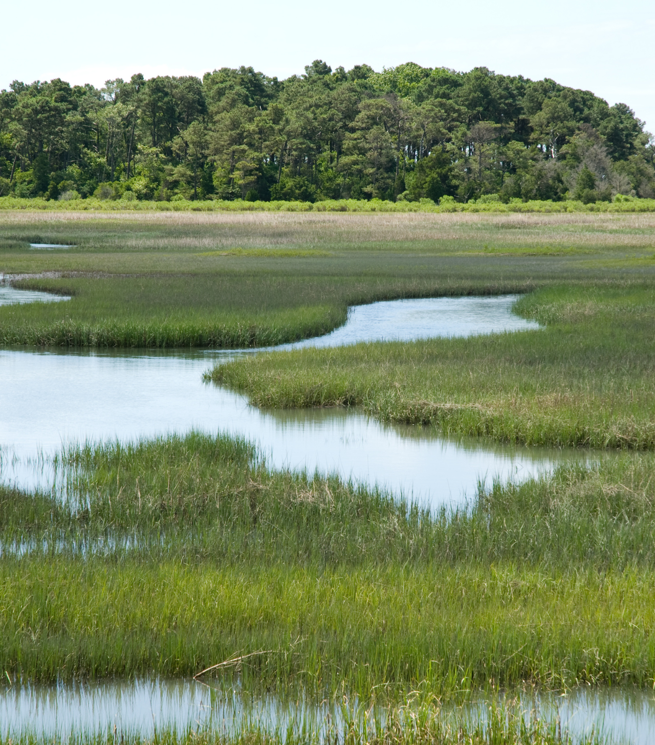 A swamp with trees in the background and a river running through it