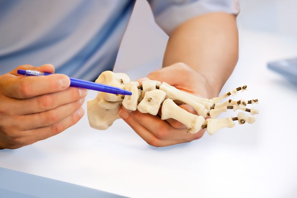 A Person Is Holding A Model Of A Foot With A Pen In Their Hand — Sandy Gugenberger Podiatrist in Port Macquarie, NSW