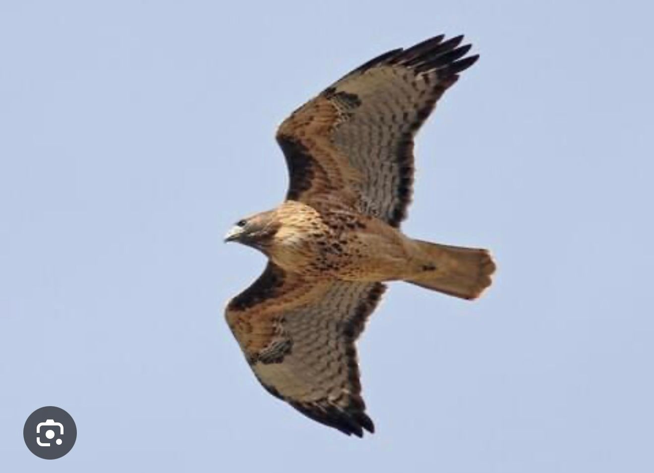 A hawk soaring against a pale blue sky, wings spread wide.