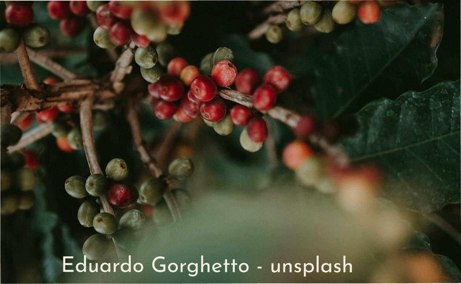 Close-up of red coffee cherries on a branch with dark green leaves and a soft blurred background