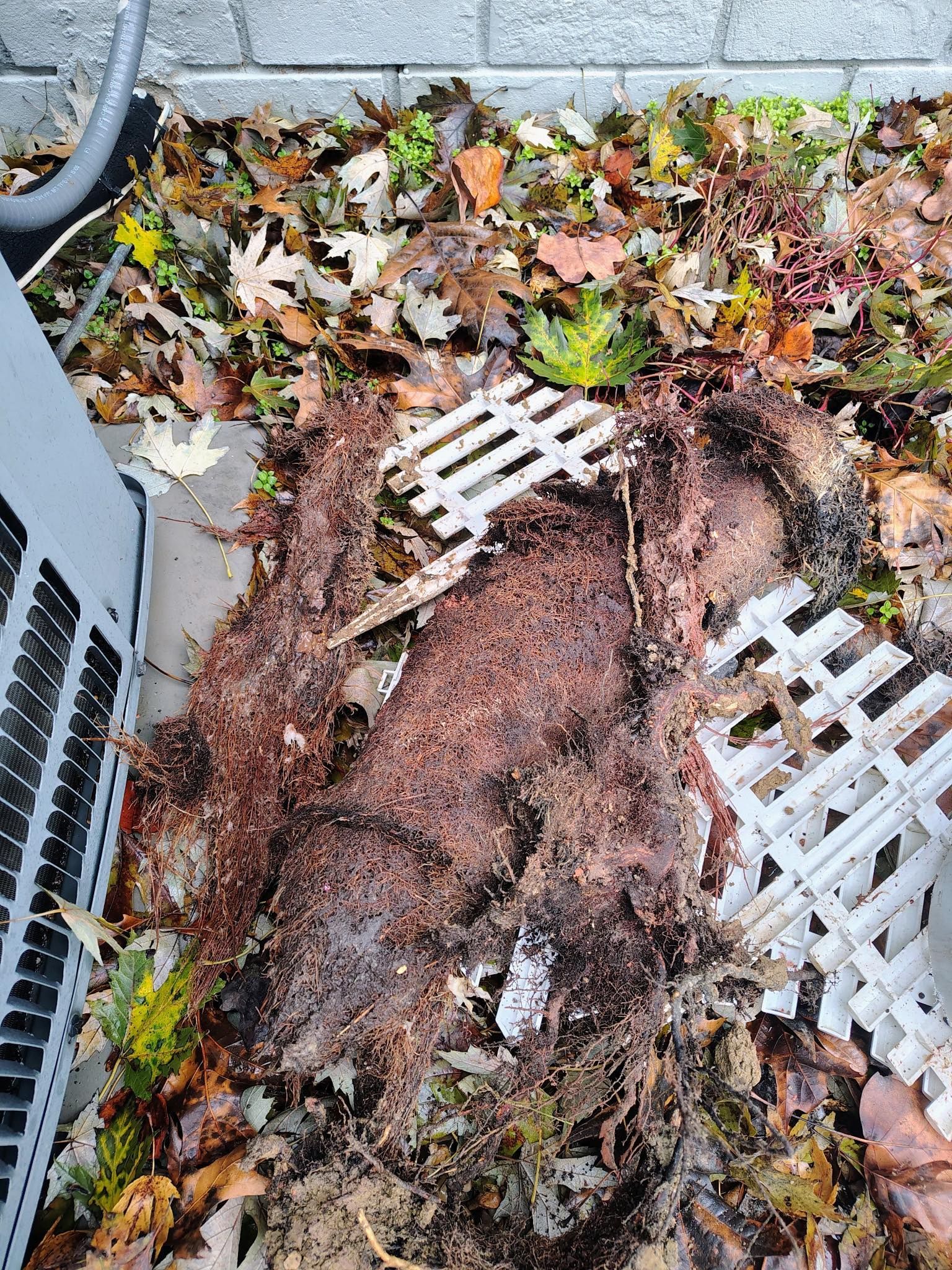A large, dark, decaying clump of matted leaves and organic debris rests on white plastic garden lattice near an AC unit.