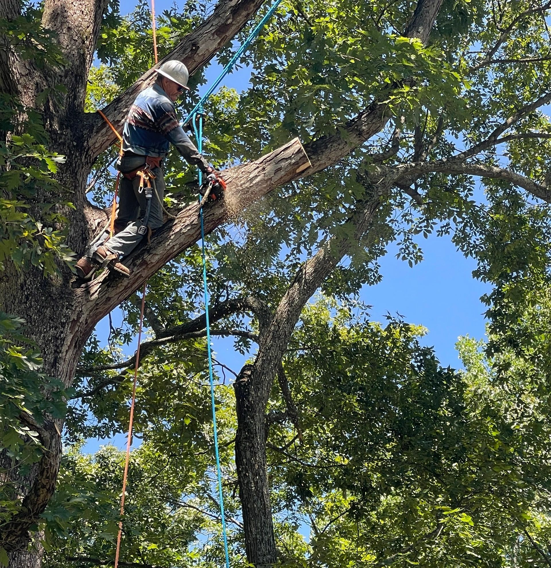 Arborist using chainsaw to cut a tree limb, blue sky in background.