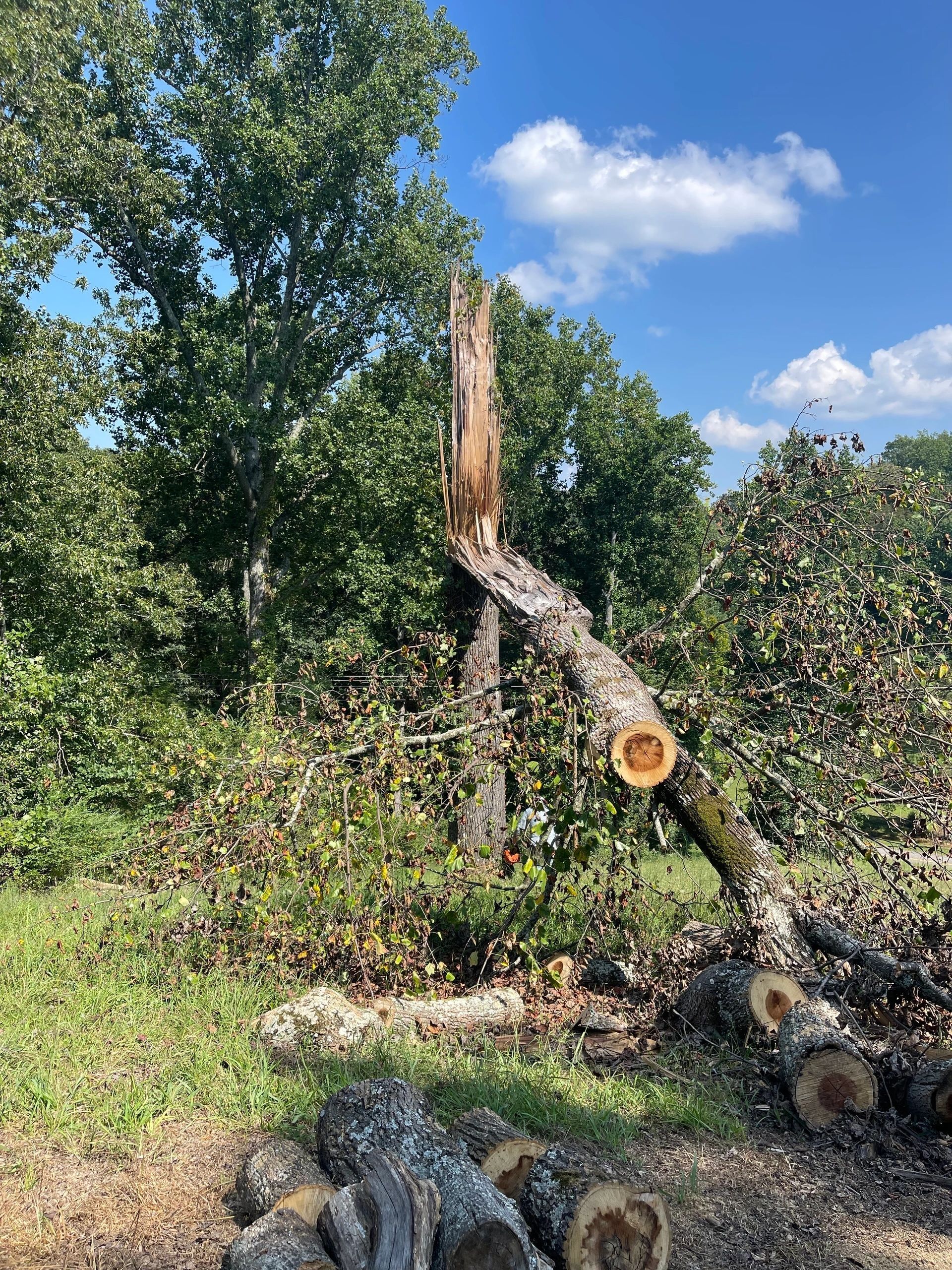 A tree trunk split, with cut logs in front. Green leaves and blue sky.