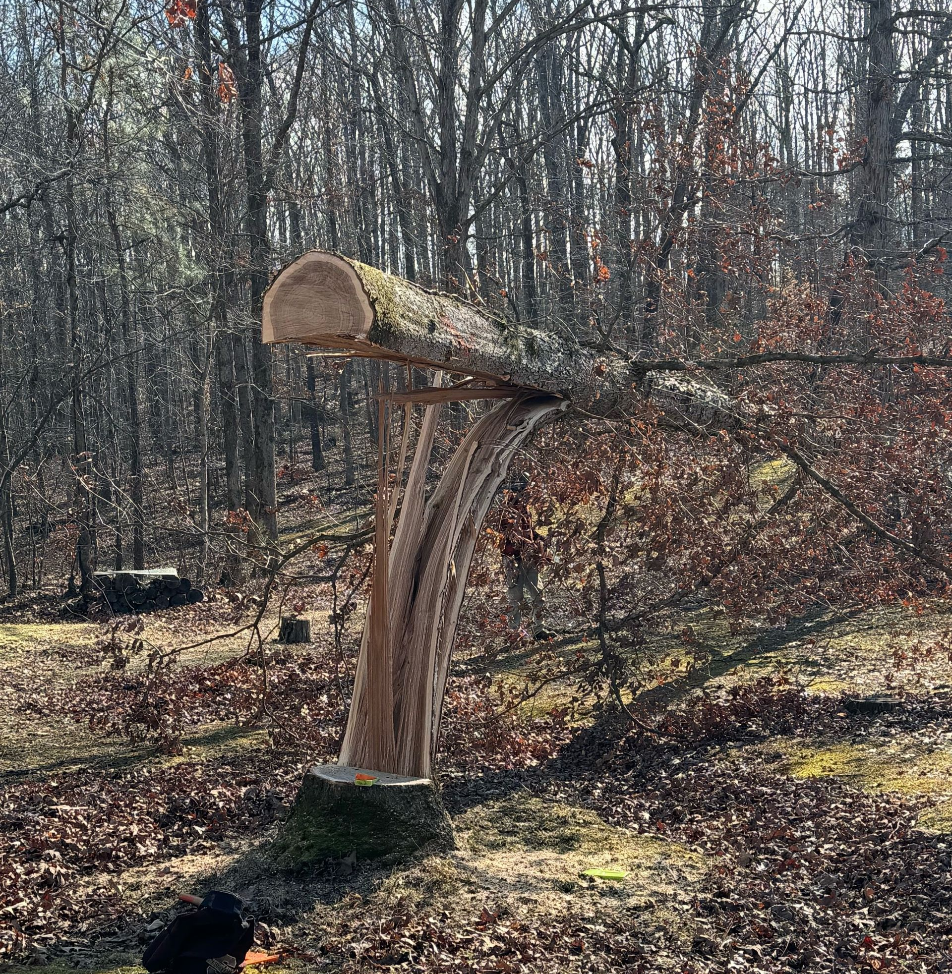 Stump of a cut tree with a horizontal log propped up by a metal bracket in a wooded area.