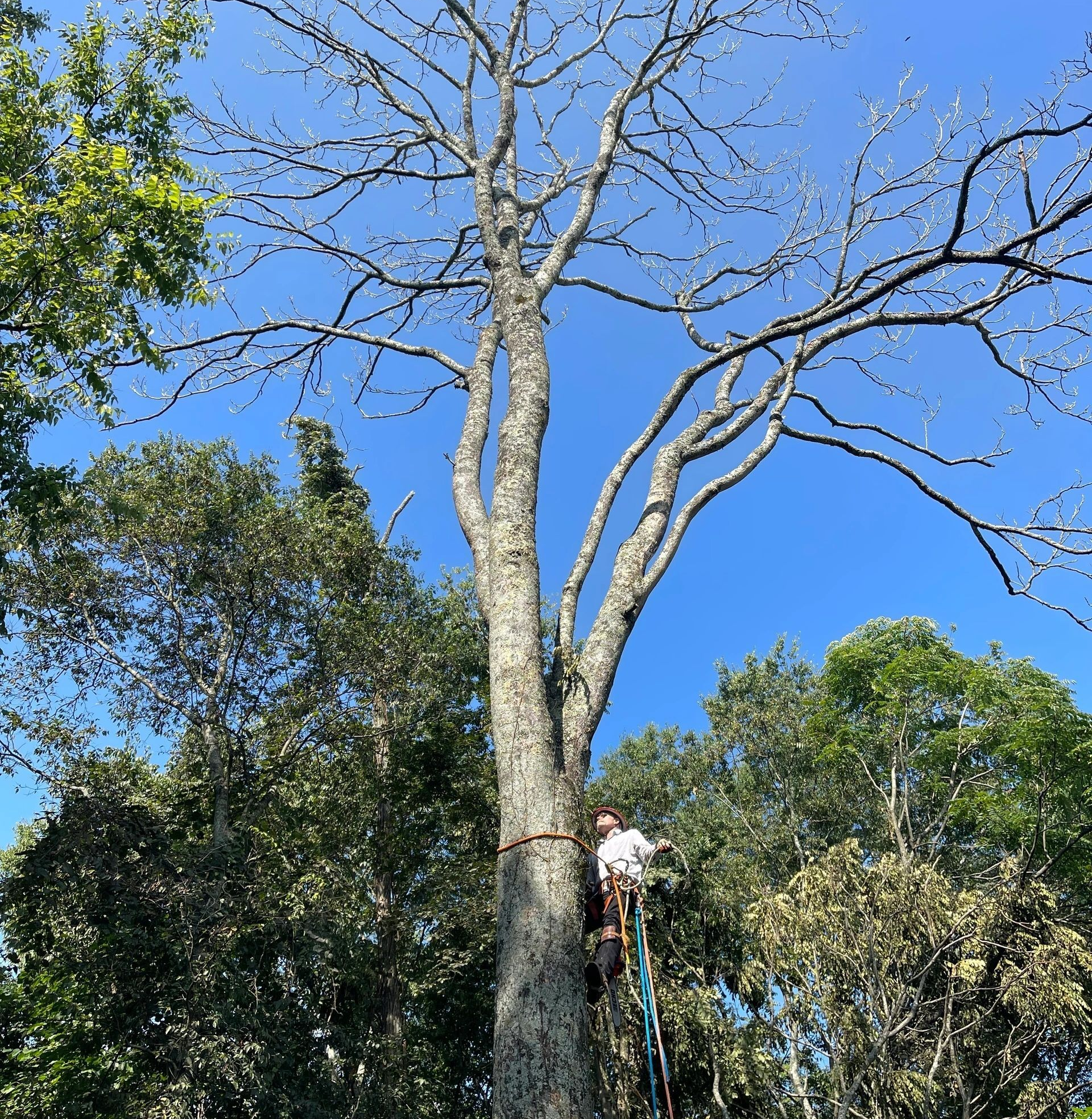 Person on ladder trimming a tall tree with bare branches against a blue sky. Other trees surround it.