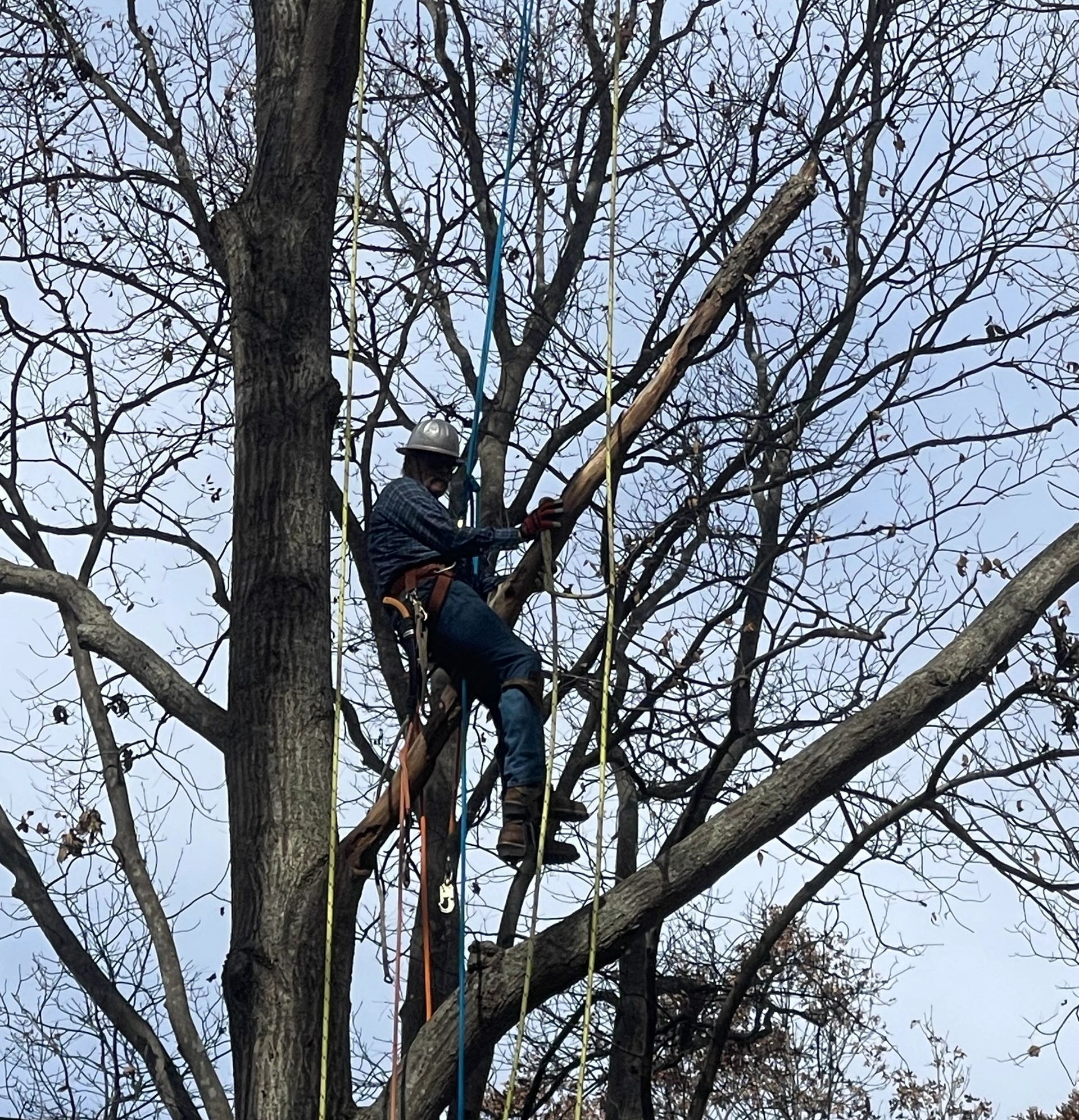 Arborist in tree, cutting branch, wearing safety gear, ropes attached. Blue sky background.