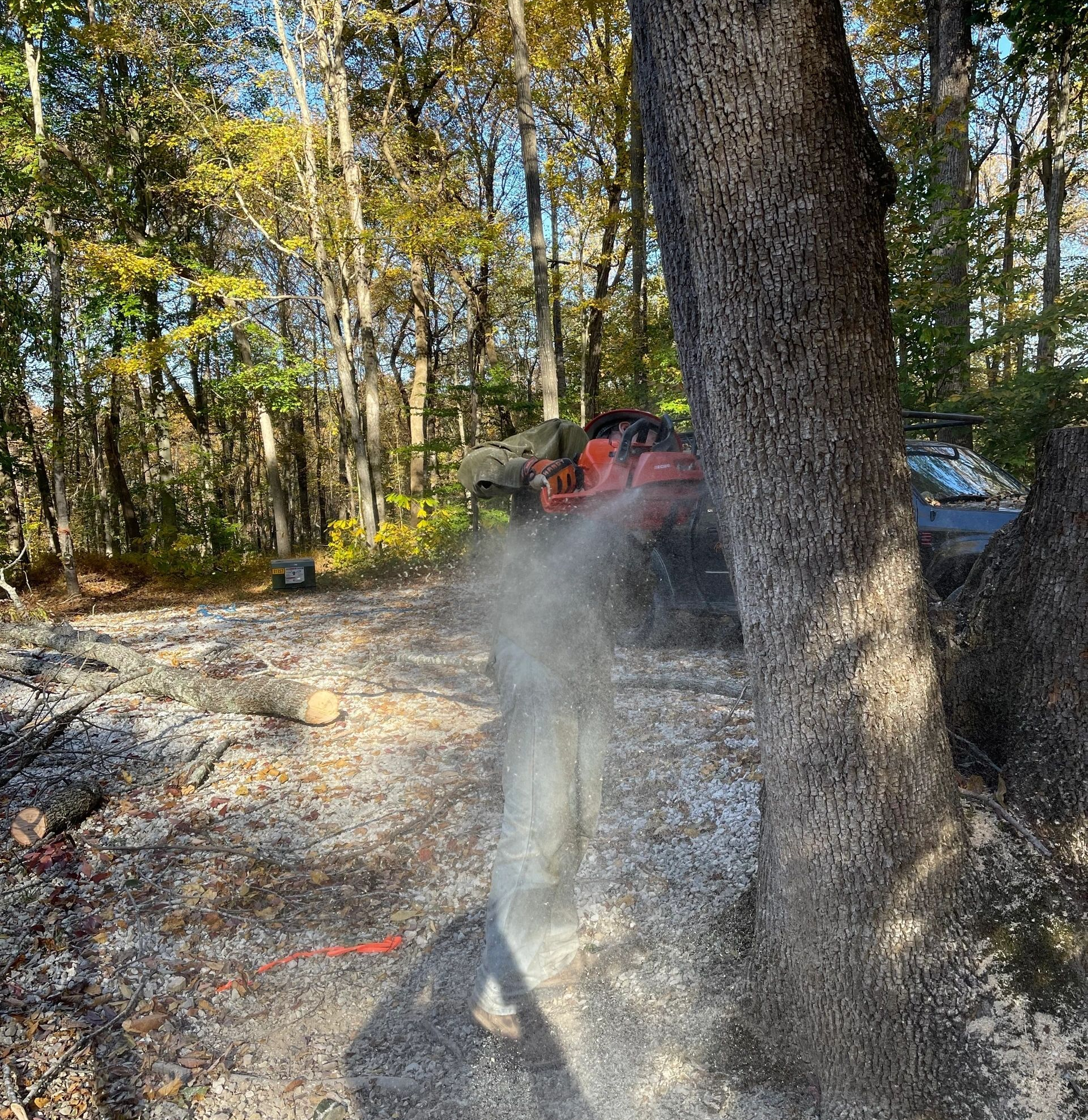 Person using chainsaw on tree in wooded area; sawdust in the air.