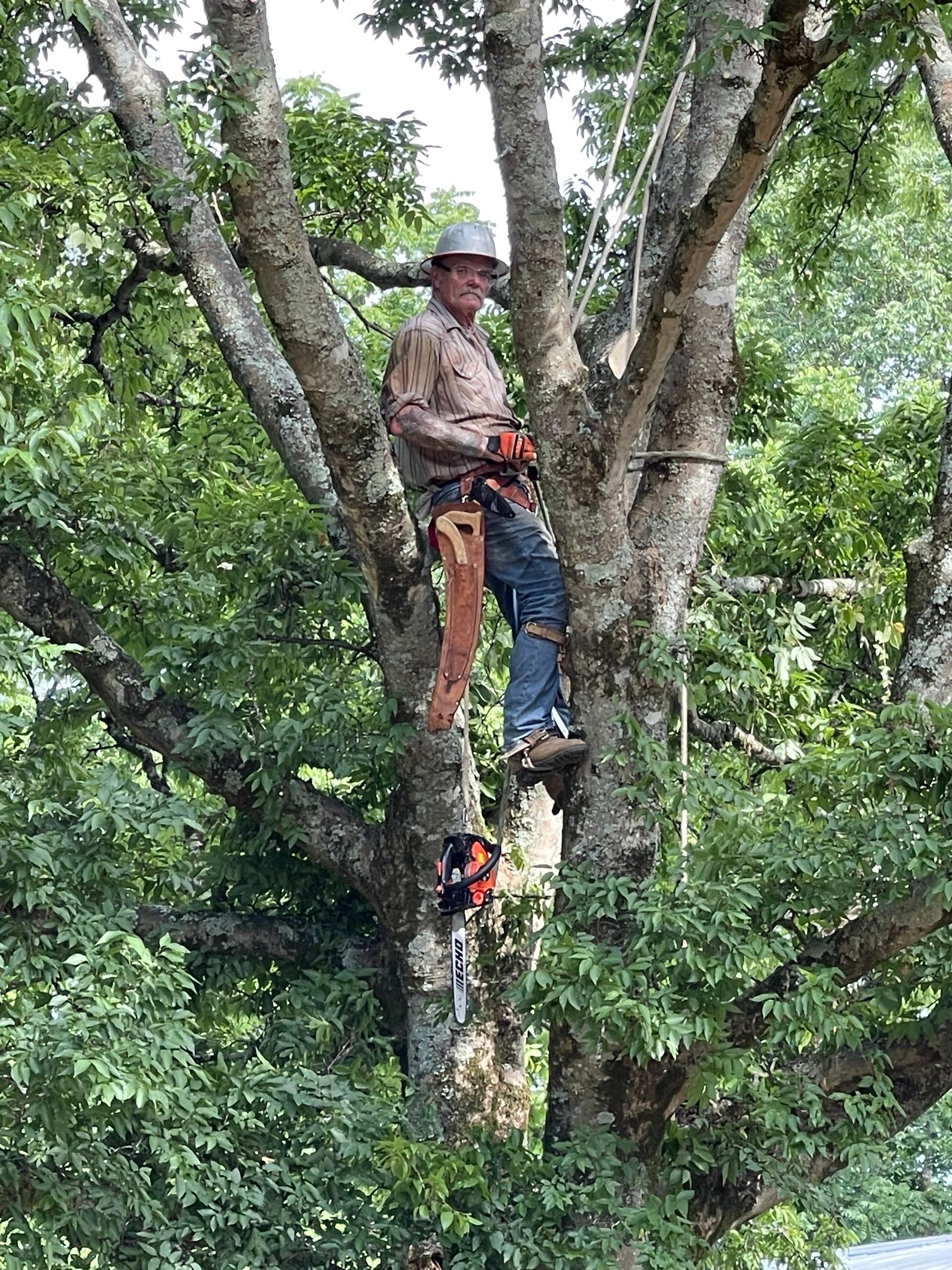 Arborist in tree, wearing a hard hat, cutting branches with a chainsaw.