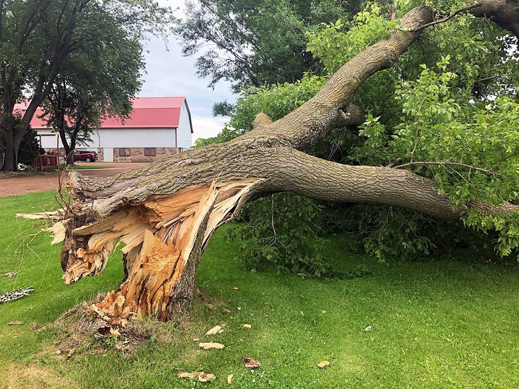 Fallen tree on green grass, broken trunk, red-roofed building in the background.