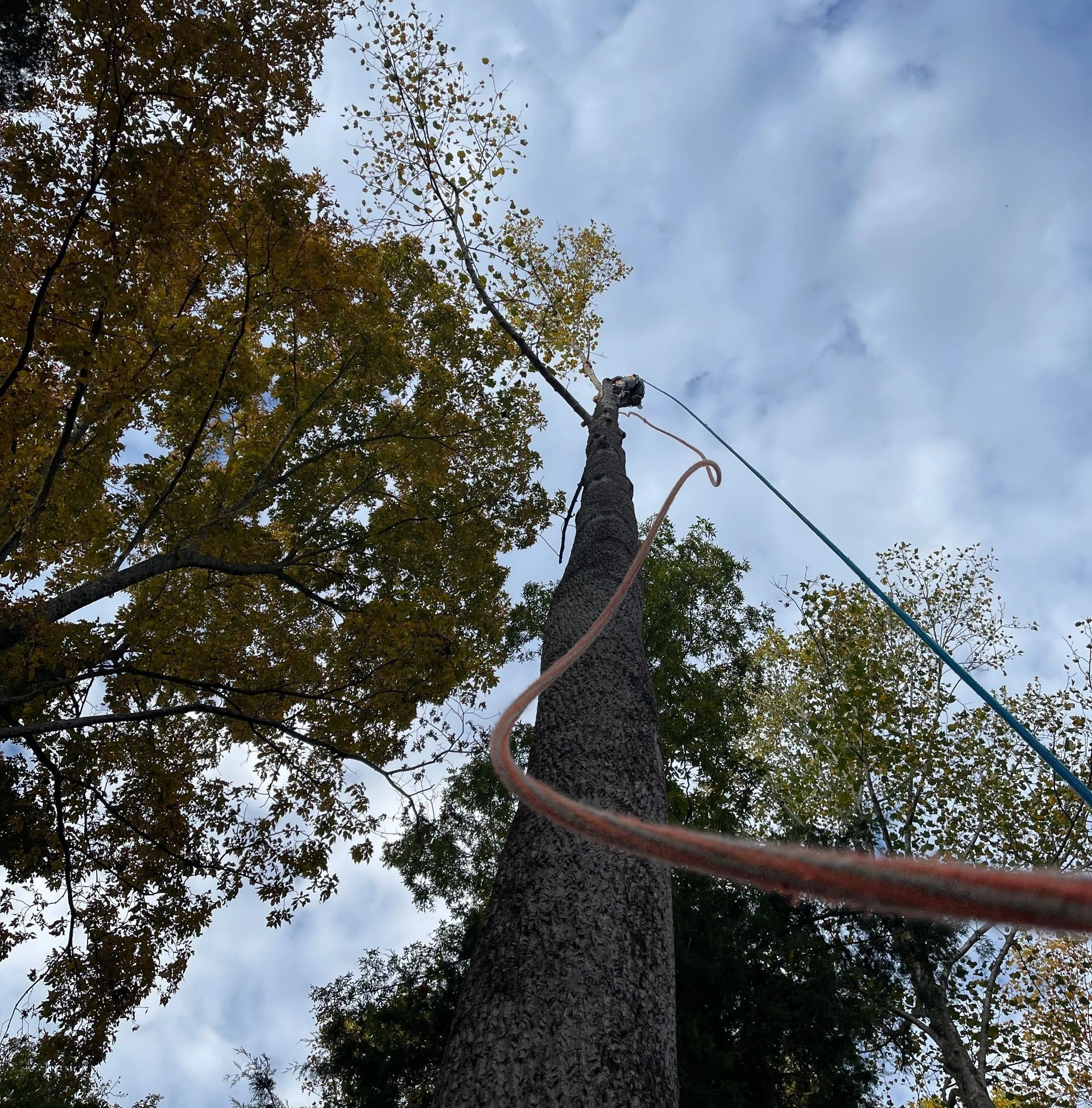 Looking up at a tall tree with ropes and equipment, against a cloudy sky.