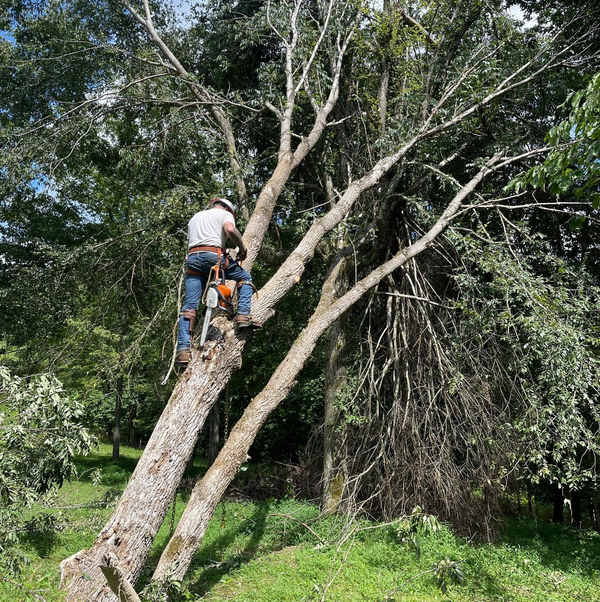 Man cutting tree branches with a chainsaw while perched on a trunk, outdoors.