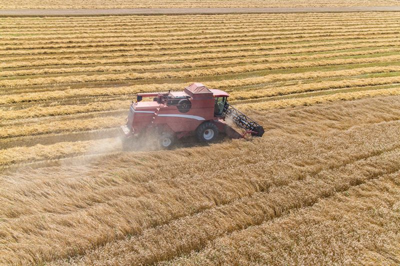 Harvesting A Fall Corn Field - Aberdeen, MS - Ground Pounders Harvesting A Fall Corn Field - Aberdeen, MS - Ground Pounders