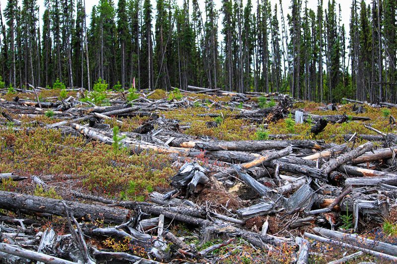 Section Of Forest That Has Been Harvested - Aberdeen, MS - Ground Pounders Section Of Forest That Has Been Harvested - Aberdeen, MS - Ground Pounders