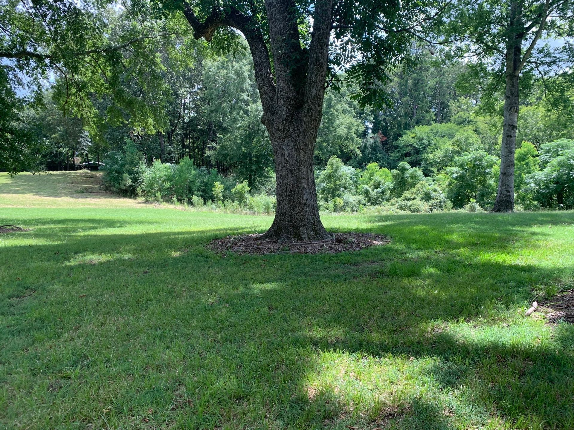 Before Clearing The Commercial Land - Aberdeen, MS - Ground Pounders