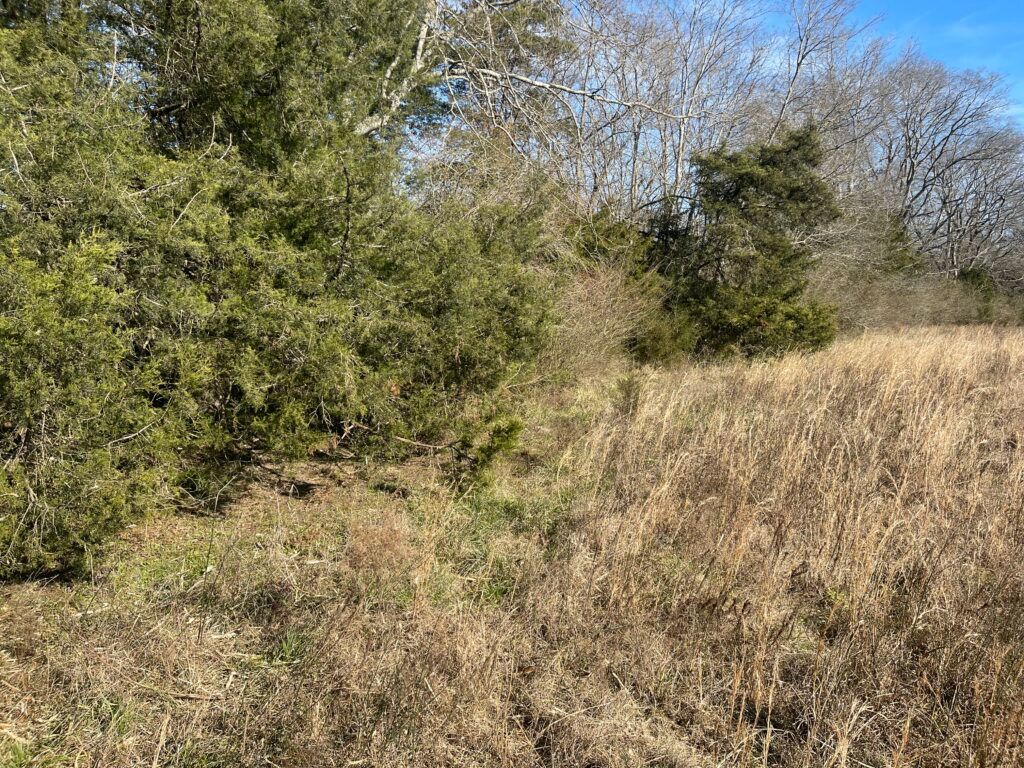 Before Clearing Farmland - Aberdeen, MS - Ground Pounders
