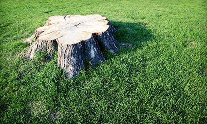 A stump in Starkville, MS, that needs tree stump grinding A stump in Starkville, MS, that needs tree stump grinding