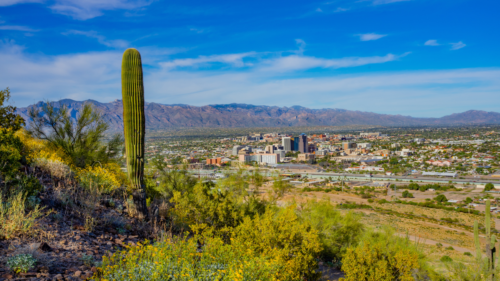 There is a cactus in the foreground and a city in the background.