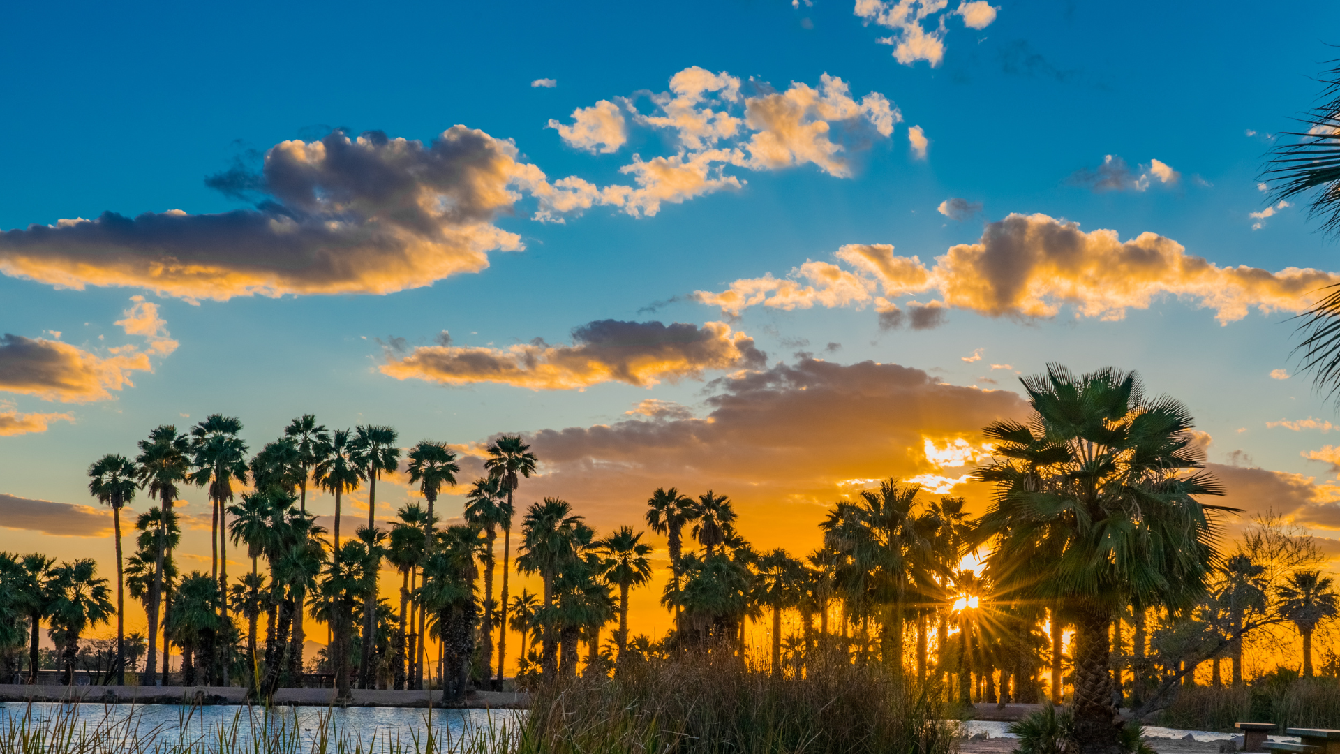 The sun is setting behind a row of palm trees.