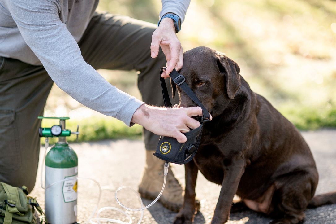 Veterinarian administering oxygen mask to a sedated Labrador