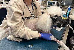Veterinary technician fitting an oxygen muzzle on a dog in a clinic