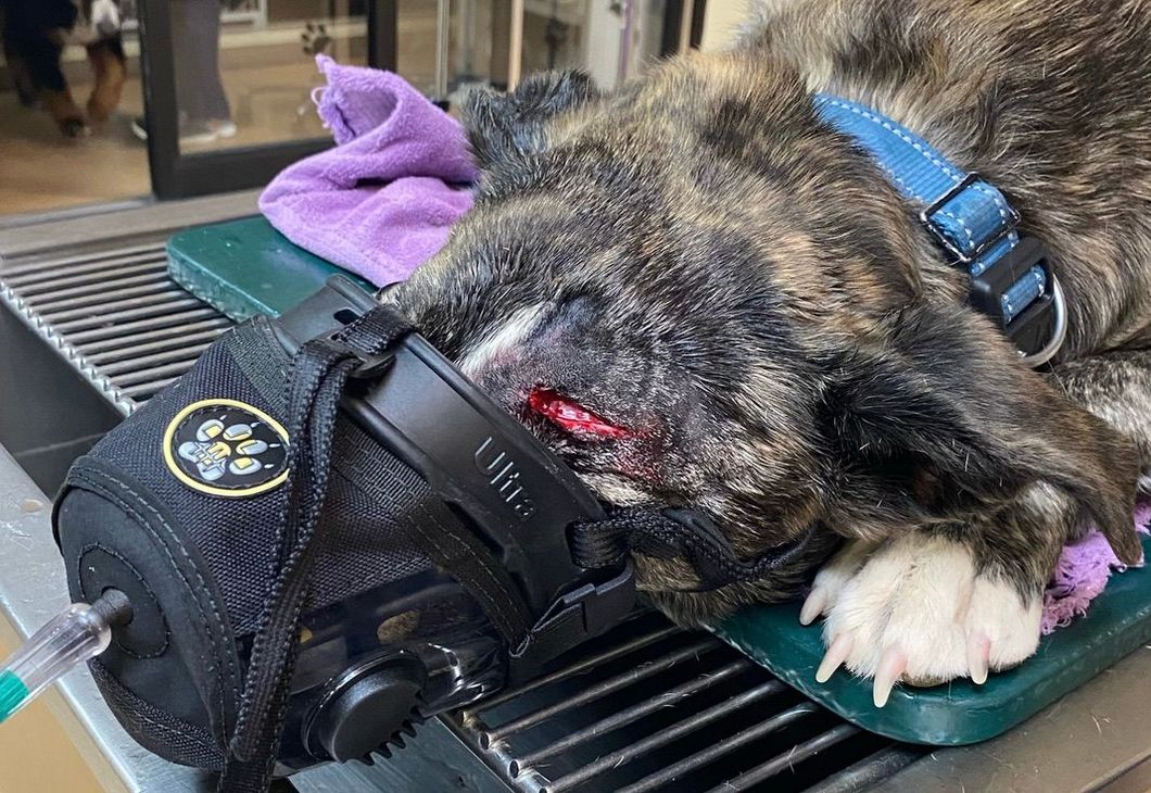 Fire department K9 handler fitting oxygen mask on a dog at an outdoor emergency training scene