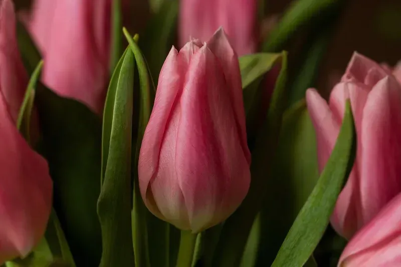 Pink tulips with green leaves in a close-up floral arrangement