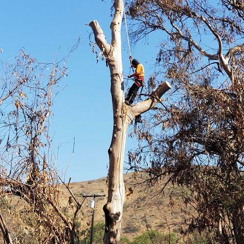 A Look at Some of the Common Tree Diseases in Southern California