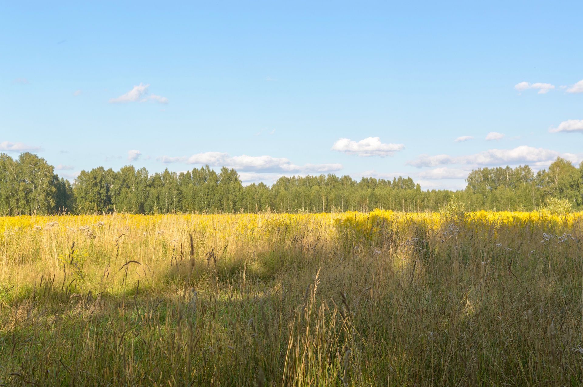 Sunny meadow with yellow wildflowers, tall grass, and a line of trees under a blue sky