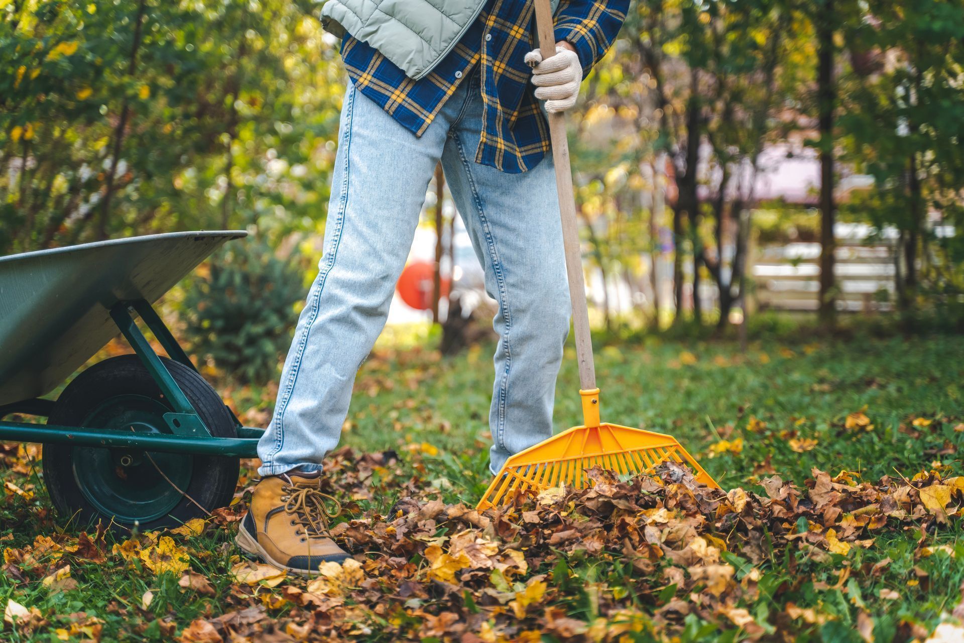 A man is raking leaves in a yard next to a wheelbarrow.