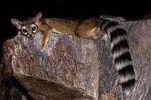 Ringtail cat rests on a rock; brown fur, black and white striped tail, large eyes.